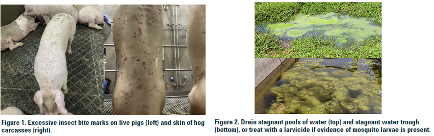 Integrated Pest Management in Swine Production Facilities Management of Site Insect Levels to Minimize Carcass Impact.