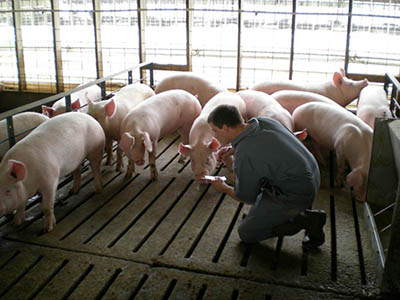 Hog barn worker evaluating gilts.