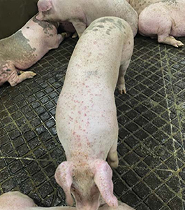 Insect bite marks on live pigs.